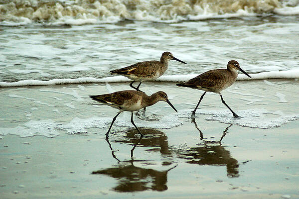 Dunlin's on the Shore by Peter DeFina Dunlin's on the Shore by Peter DeFina