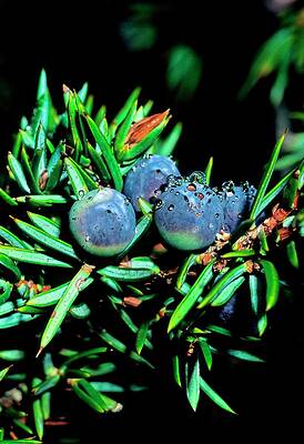 Wall Art - Photograph - Dwarf Juniper (juniperus Nana) Berries by Science Photo Library