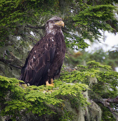 Eagle 1053 by Deidre Elzer-Lento Eagle 1053 by Deidre Elzer-Lento