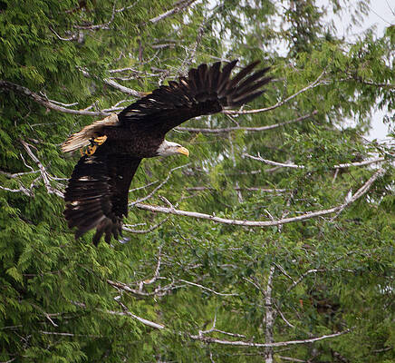 Eagle 1142 by Deidre Elzer-Lento Eagle 1142 by Deidre Elzer-Lento