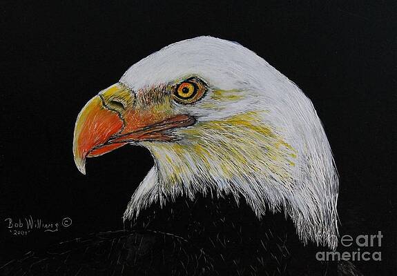 Eagle Eye by Jennifer Kocher-Anderson