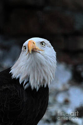 Eagle posing by Dwight Cook Eagle posing by Dwight Cook