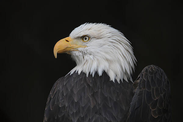 Eagle With a Broken Wing by Kim French Eagle With a Broken Wing by Kim French