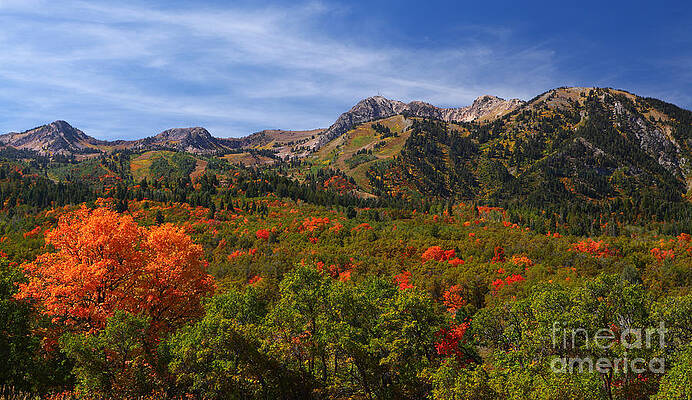 Wall Art - Photograph - Early Fall Color by Bill Singleton