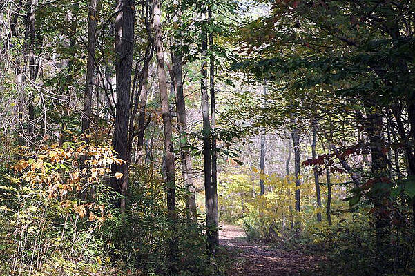Early Fall Walk In The Woods by Lois Tomaszewski Early Fall Walk In The Woods by Lois Tomaszewski