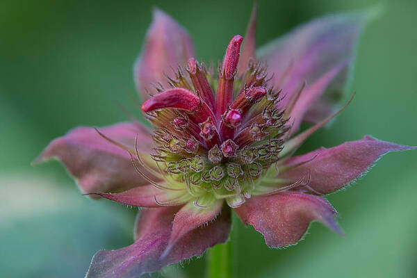 Early Spring Bee Balm Bud by Denyse Duhaime Early Spring Bee Balm Bud by Denyse Duhaime