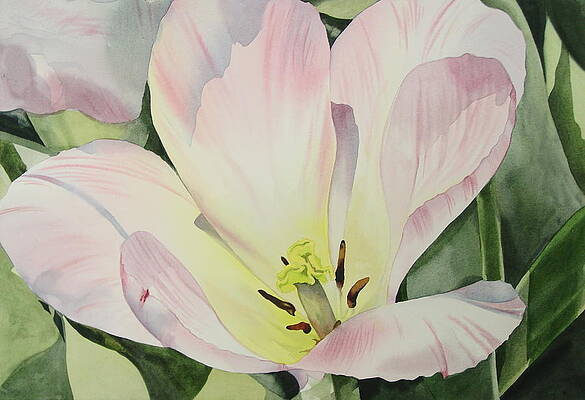 Early Spring Tulip by Marlene Gremillion Early Spring Tulip by Marlene Gremillion