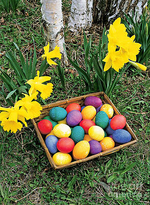 Wall Art - Photograph - Easter Eggs And Daffodils by Michael P Gadomski