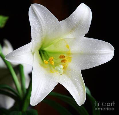 Easter Lily, Devonshire Bay, Bermuda by Marcus Dagan Easter Lily, Devonshire Bay, Bermuda by Marcus Dagan