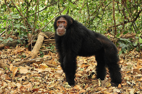 Wall Art - Photograph - Eastern Chimpanzee Gombe Stream Np by Thomas Marent
