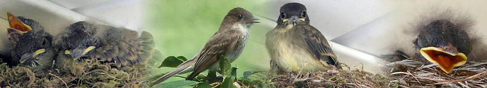 Wall Art - Photograph - Eastern Phoebe Family by Natalie Rotman Cote
