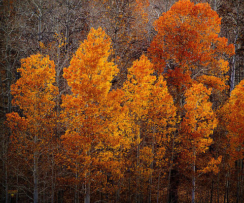 Fall Color - Eastern Sierra Nevada by Steve Ellison Fall Color - Eastern Sierra Nevada by Steve Ellison
