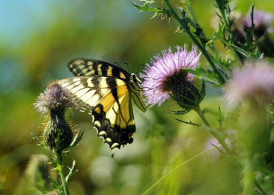 Eastern Tiger Swallowtail on Thistle by Rebecca Sherman Eastern Tiger Swallowtail on Thistle by Rebecca Sherman