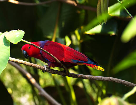 Wall Art - Photograph - Eclectus Parrot peek a boo by Flees Photos