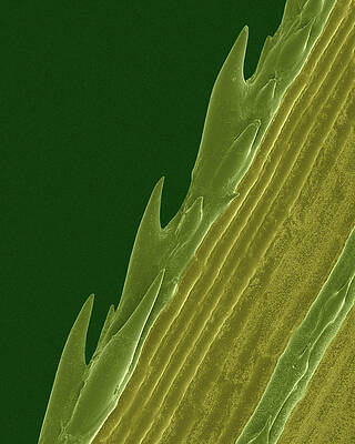 Wall Art - Photograph - Edge Of A Grass Blade by Science Photo Library