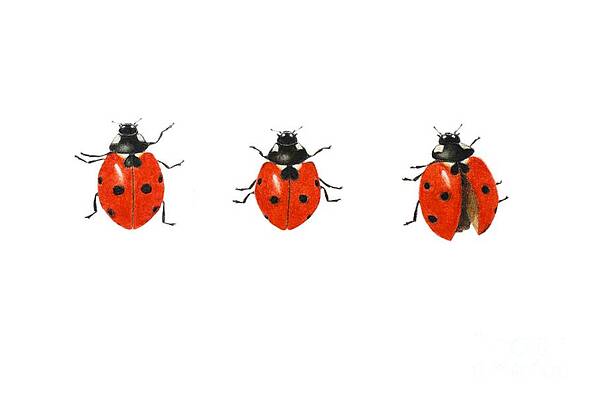 Wall Art - Painting - Three ladybirds by Ele Grafton