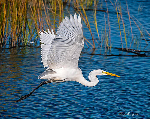 Egret in Motion by Mike Covington Egret in Motion by Mike Covington