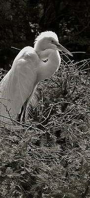 Egret up close by Phyllis Dunn Egret up close by Phyllis Dunn