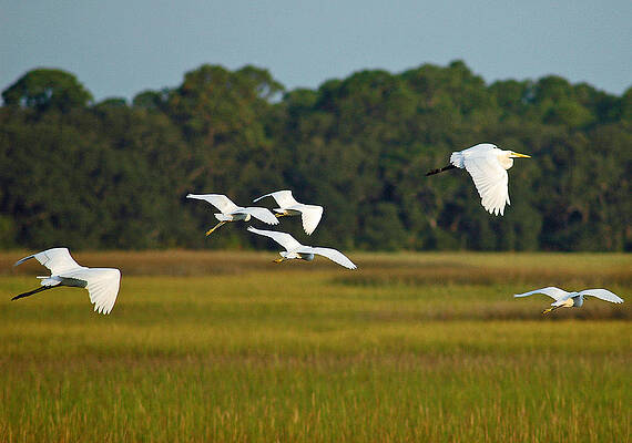 Egrets in Flight on Jekyll Island by Bruce Gourley Egrets in Flight on Jekyll Island by Bruce Gourley