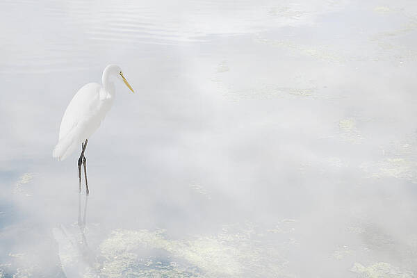 Egret's Reflection by Nicole Swanger Egret's Reflection by Nicole Swanger