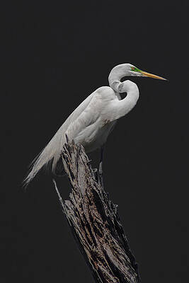 ELEGANCE by Charles Moore ELEGANCE by Charles Moore