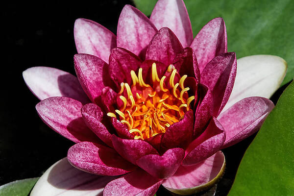 Elegant Lotus Water Lily by Denyse Duhaime Elegant Lotus Water Lily by Denyse Duhaime