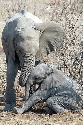 Wall Art - Photograph - Elephant Affection by Science Photo Library