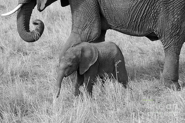 Elephant Child BW by Sue Jarrett Elephant Child BW by Sue Jarrett