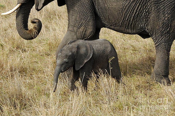 Elephant child by Sue Jarrett Elephant child by Sue Jarrett