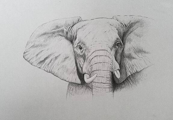 African Animal Drawings Fine Art America