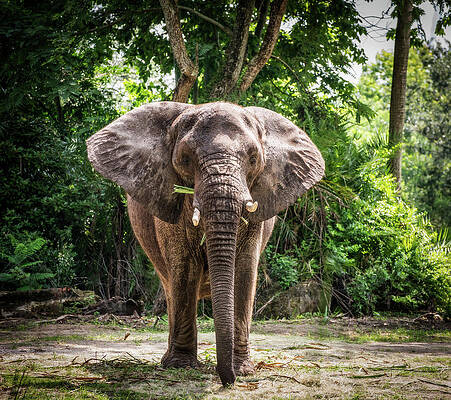 Wall Art - Photograph - Elephant by Empphotography