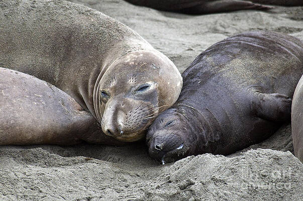 Wall Art - Photograph - Elephant Seal And Pup by Mark Newman