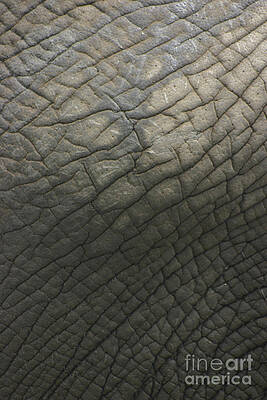 Elephant Skin by Rusty Green Elephant Skin by Rusty Green