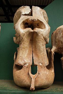 Wall Art - Photograph - Elephant Skull Cyclops Fossil Myth by Science Photo Library