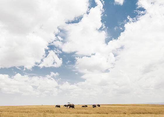 Wall Art - Photograph - Elephants In The Maasai Mara by Stephen DeVries