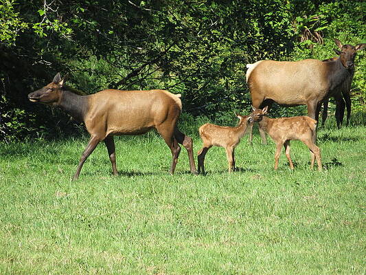 Elk Calf Cousins by Jo Leach