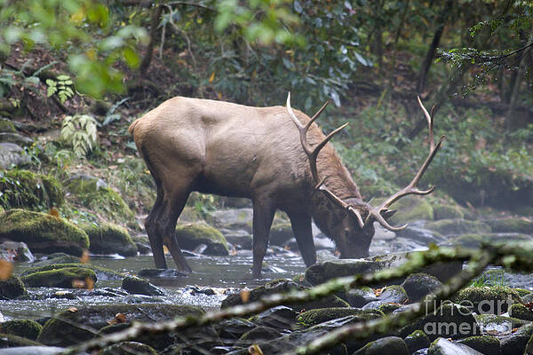 Wall Art - Photograph - Elk Drinking Water from a Stream by Jill Lang