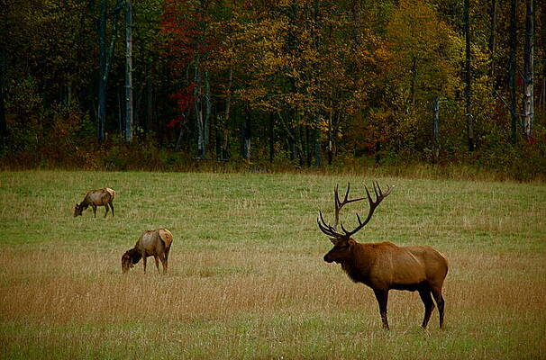 Elk  by Joey Brower