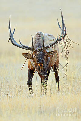 Wall Art - Photograph - Elk with Attitude by Bill Singleton