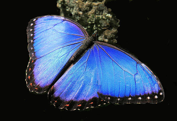 Elusive Blue by Rosalie Scanlon