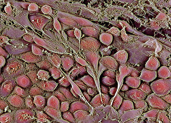 Wall Art - Photograph - Embryonic Stem Cells by Science Photo Library