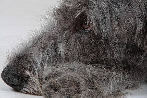 Irish Wolfhound I by Agustin Uzarraga Irish Wolfhound I by Agustin Uzarraga