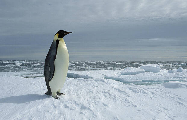 Wall Art - Photograph - Emperor Penguin On Fast Ice Edge by Tui De Roy