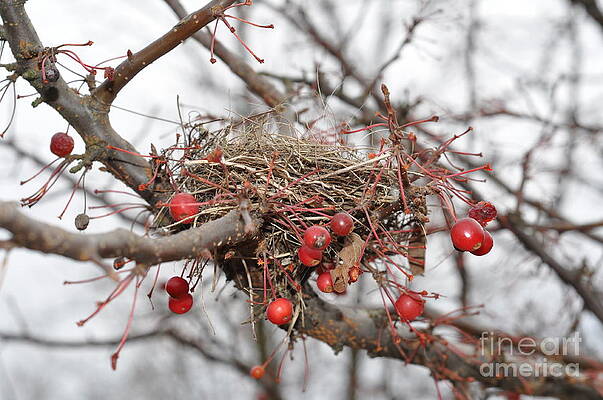 Empty Nest by Colleen Gerlach