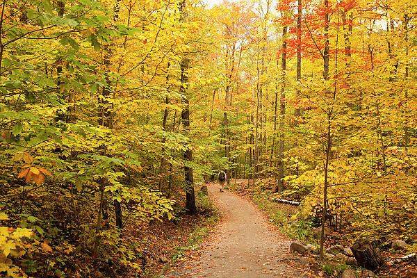 Wall Art - Photograph - Empty Trail Runs Through Tall Trees by Paul Giamou