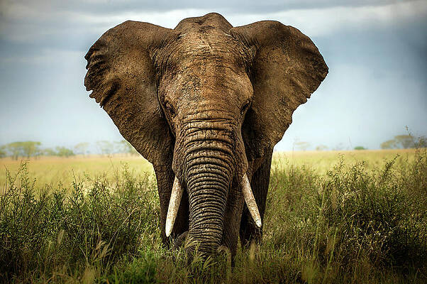 Wall Art - Photograph - Encounters In Serengeti by Alberto Ghizzi Panizza
