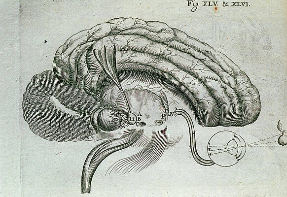 Wall Art - Photograph - Engraving Of Visual Activity Of The Brain And Eyes by Science Photo Library