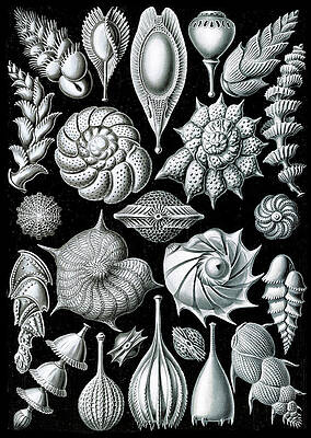 Wall Art - Photograph - Ernst Haeckel, Foraminifera, Protists by Science Source