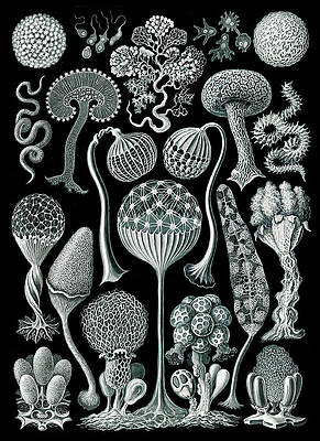 Wall Art - Photograph - Ernst Haeckel, Mycetozoa, Slime Molds by Science Source