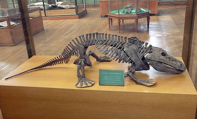 Wall Art - Photograph - Eryops Skeleton by Science Photo Library